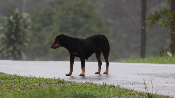 Triste Cane Seduto Strada Asfaltata Durante Pioggia — Video Stock