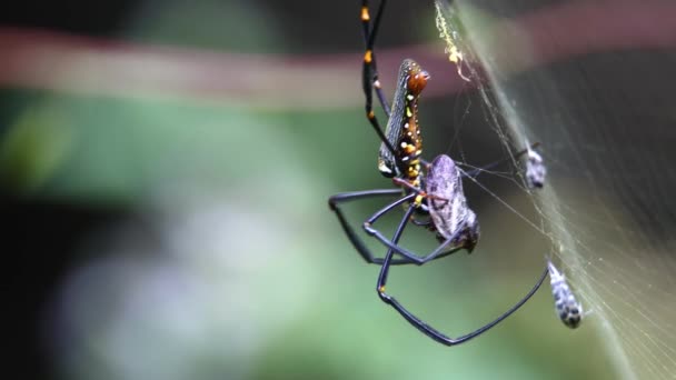 Naturaleza Fauna Imágenes Araña Envolviendo Insecto Que Acaba Ser Capturado — Vídeo de stock