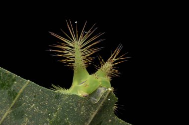 Güzel yeşil ısırgan otu tırtılını yeşil yaprakların üzerinde yaklaş.