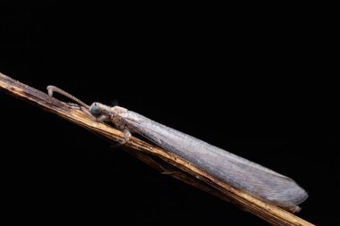 Sabah, Borneo 'daki bir bitkinin üzerindeki böcek karıncalarının makro fotoğrafı.