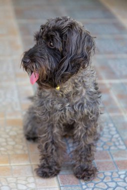 Şirin köpek, yere otur.