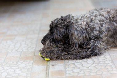 Şirin köpek, yere otur.