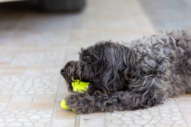 Şirin köpek, yere otur.