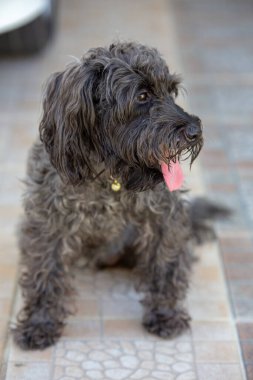 Şirin köpek, yere otur.