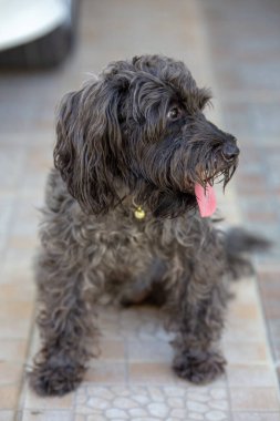 Şirin köpek, yere otur.