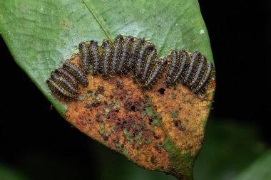 Yapraklar üzerinde bir testere larvası grubu (seçici odak)