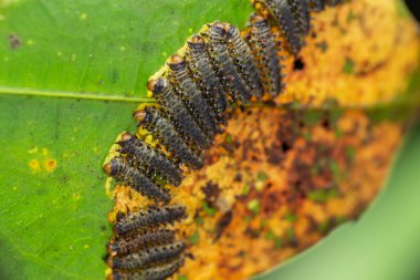 Yapraklar üzerinde bir testere larvası grubu (seçici odak)