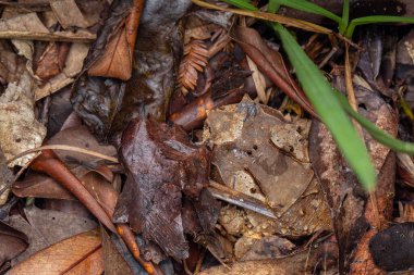 Borneo-Megophrys kobayashii 'den kocaman boynuzlu bir kurbağanın makro görüntüsü.