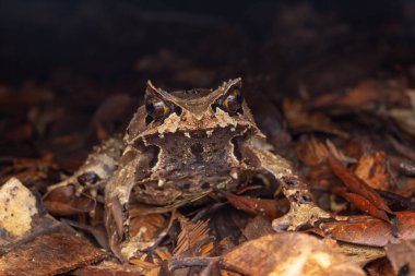 Borneo-Megophrys kobayashii 'den kocaman boynuzlu bir kurbağanın makro görüntüsü.