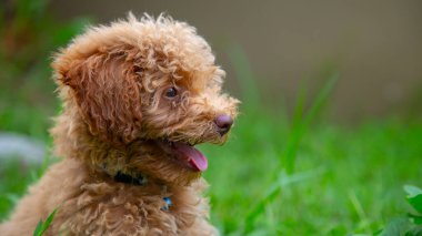 Şirin köpek yavrusu Oyuncak Kaniş yeşil bahçede oturur