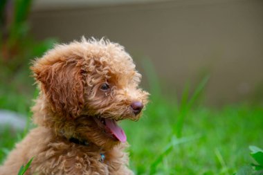 Şirin köpek yavrusu Oyuncak Kaniş yeşil bahçede oturur