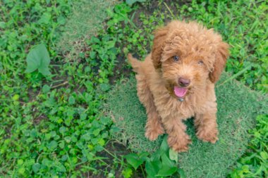 Şirin köpek yavrusu Oyuncak Kaniş yeşil bahçede oturur