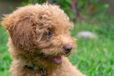 Şirin köpek yavrusu Oyuncak Kaniş yeşil bahçede oturur