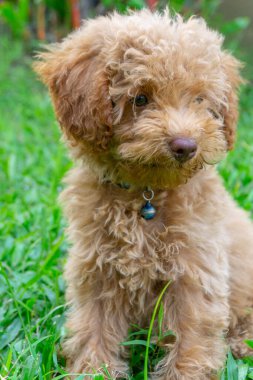Şirin köpek yavrusu Oyuncak Kaniş yeşil bahçede oturur