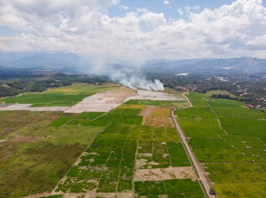 Kota Belud, Sabah, Malezya 'daki taze yeşil çeltik pirinç tarlasının güzel hava aracı görüntüsü