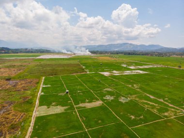 Kota Belud, Sabah, Malezya 'daki taze yeşil çeltik pirinç tarlasının güzel hava aracı görüntüsü