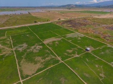 Kota Belud, Sabah, Malezya 'daki taze yeşil çeltik pirinç tarlasının güzel hava aracı görüntüsü