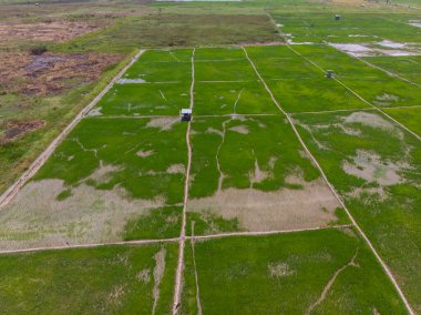 Kota Belud, Sabah, Malezya 'daki taze yeşil çeltik pirinç tarlasının güzel hava aracı görüntüsü