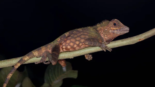 Macro Closeup Image Rare Species Lizard Sabah Borneo — Stock Photo, Image