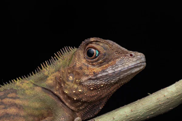 Macro Closeup Image Rare Species Lizard Sabah Borneo — Stock Photo, Image