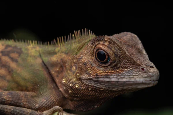 Makro Närbild Sällsynta Arter Ödla Sabah Borneo — Stockfoto