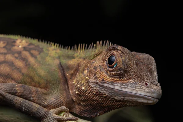 Macro Closeup Image Rare Species Lizard Sabah Borneo — стокове фото