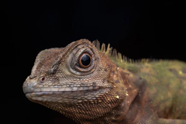 Makro Närbild Sällsynta Arter Ödla Sabah Borneo — Stockfoto