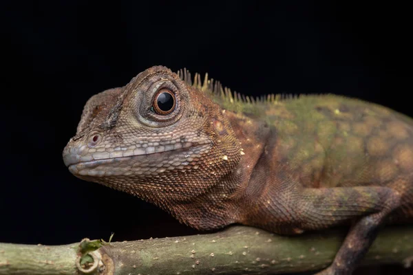 Macro Closeup Image Rare Species Lizard Sabah Borneo — стокове фото