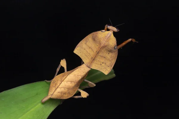 野生生物の美しいクローズアップ緑の葉に死んだ葉のカマキリ Deroplays Ctruntata 選択的な焦点 — ストック写真