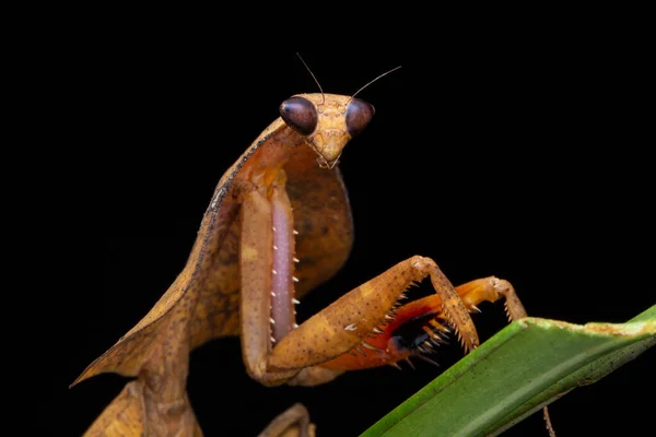 Belo Close Vida Selvagem Mantis Folha Morta Folhas Verdes Deroplatys — Fotografia de Stock