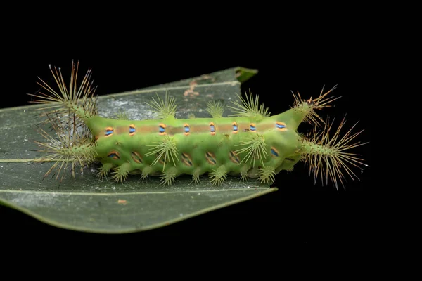 Primer Plano Hermosa Ortiga Verde Ortiga Oruga Babosa Sobre Hojas — Foto de Stock