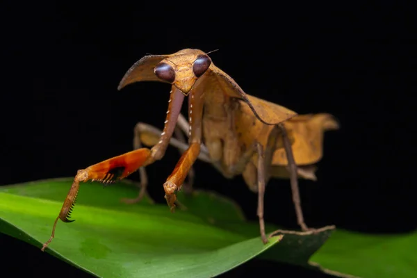 Belo Close Vida Selvagem Mantis Folha Morta Folhas Verdes Deroplatys — Fotografia de Stock