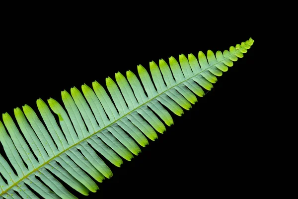 Abstract Green Leaves Isolated Black — Stock Photo, Image