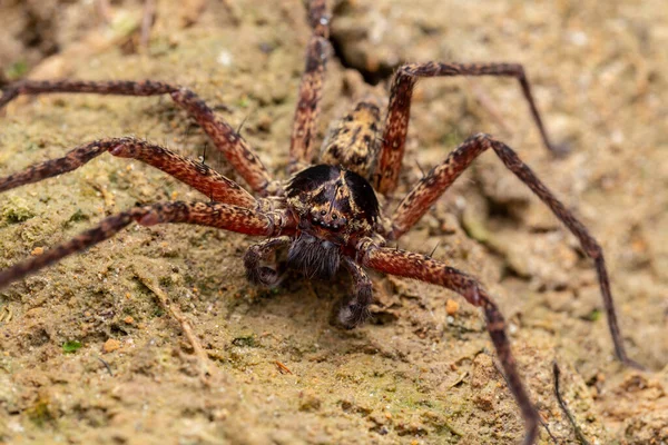Όμορφη Αράχνη Άγρια Ζωή Στο Έδαφος — Φωτογραφία Αρχείου