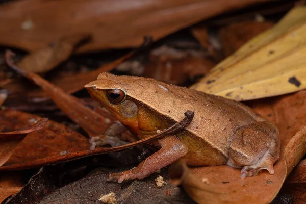 Yapışkan Kurbağa Kalophrynus Meizon Sabah Borneo — Stok fotoğraf