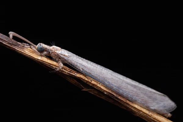 Macro Foto Del Antleón Insectos Una Planta Sabah Borneo —  Fotos de Stock