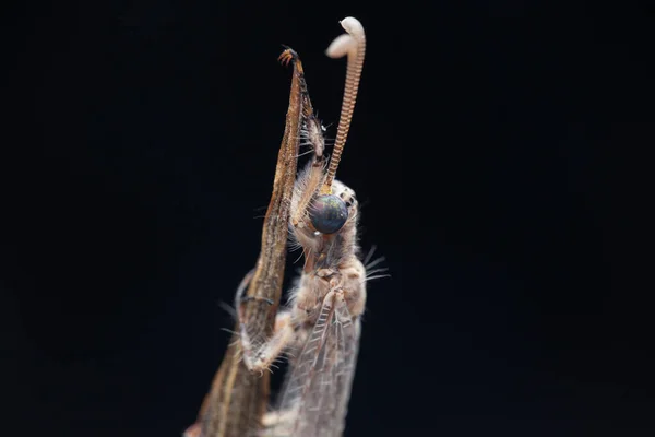 Macro Photo Insecte Antlion Sur Une Plante Sabah Bornéo — Photo