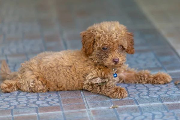 Bonito Filhote Cachorro Sentar Chão — Fotografia de Stock