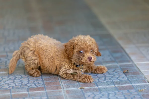 Cute Puppy Sit Floor — Stock Photo, Image