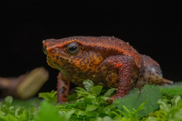 婆罗洲沙巴州Sticky Frog Kalophrynus Meizon 的宏观特写图像 — 图库照片