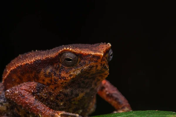 Macro Closeup Image Sticky Frog Kalophrynus Meizon Sabah Borneo — стокове фото
