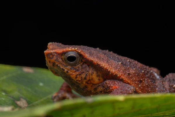 婆罗洲沙巴州Sticky Frog Kalophrynus Meizon 的宏观特写图像 — 图库照片