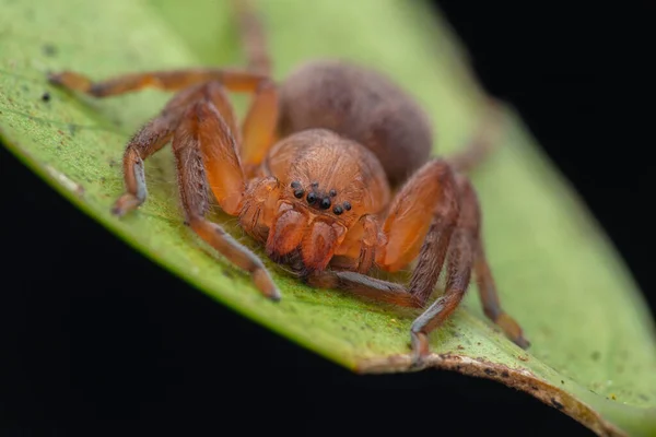 Hunstman Spider Green Leaves Beautiful Spider Sabah Βόρνεο Επιλεκτική Εστίαση — Φωτογραφία Αρχείου