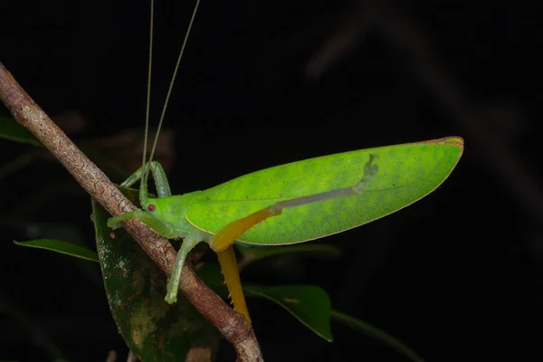 Όμορφη Πράσινη Katydid Κρέμεται Brunches — Φωτογραφία Αρχείου