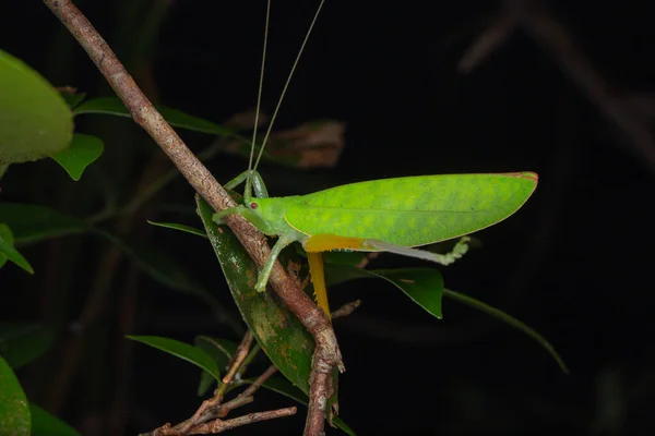 Hermosa Katydid Verde Colgando Los Almuerzos —  Fotos de Stock