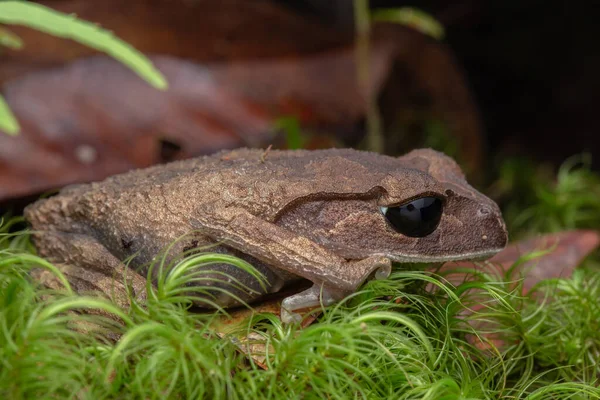 Вид Природу Мусорной Лягушки Борнео Крупным Планом Красивой Лягушки Борнео — стоковое фото