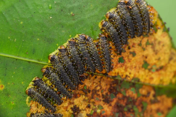 A group of sawfly larva on leaves (selective focus)