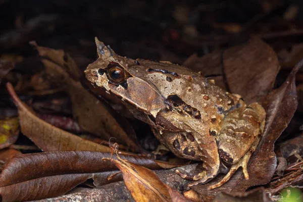 Macro Image Huge Horned Frog Borneo Megophrys Kobayashii — Stock Photo, Image