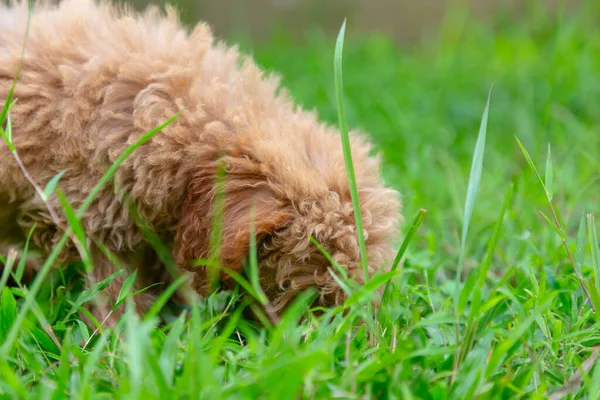 정원에 귀여운 강아지 — 스톡 사진