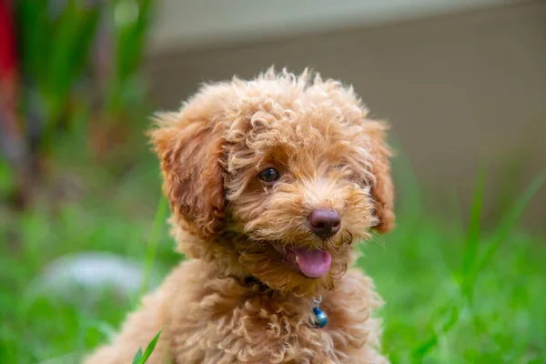 Bonito Cachorro Brinquedo Poodle Sentar Jardim Verde — Fotografia de Stock